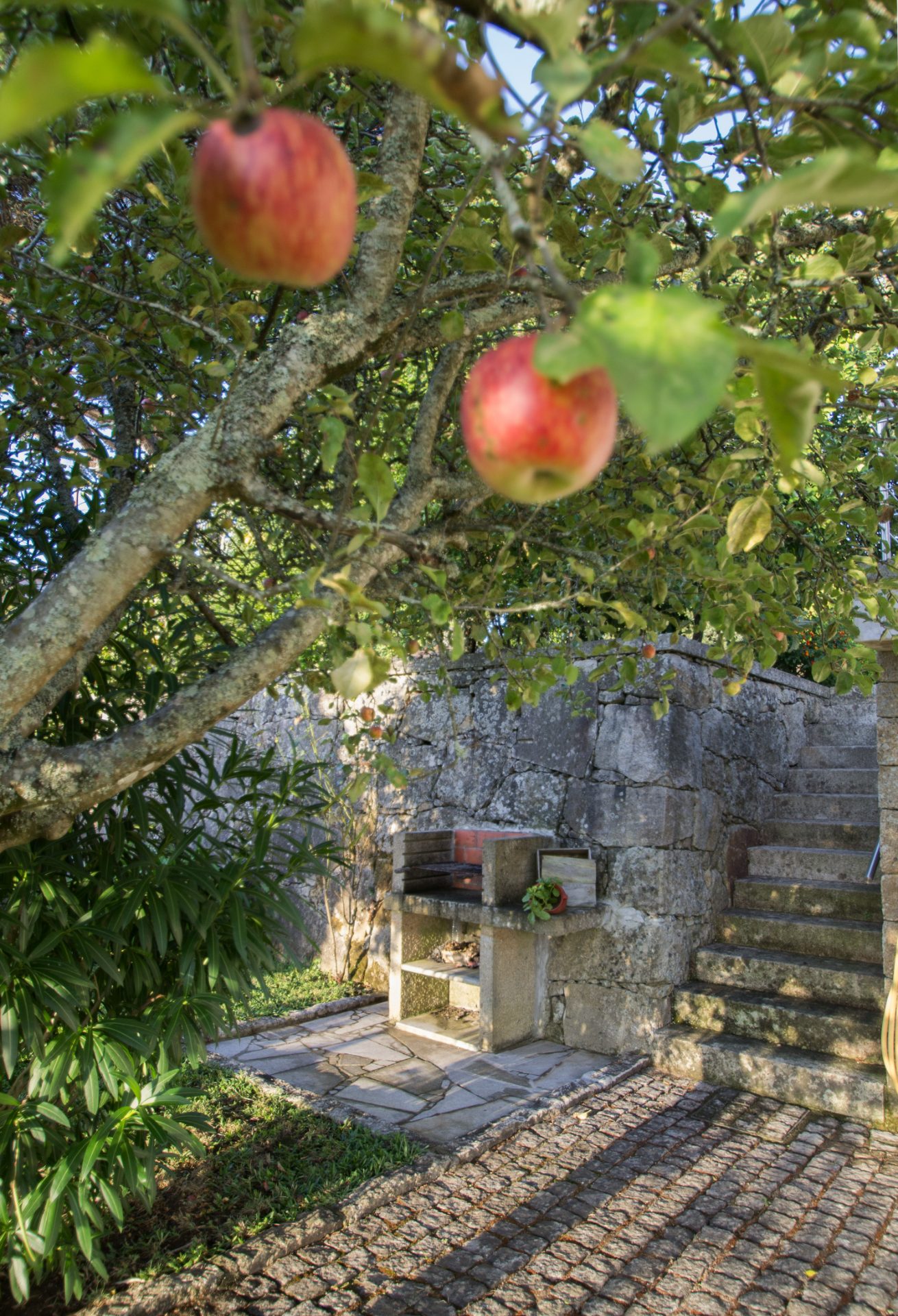 Macieira carregada junto à churrasqueira de granito