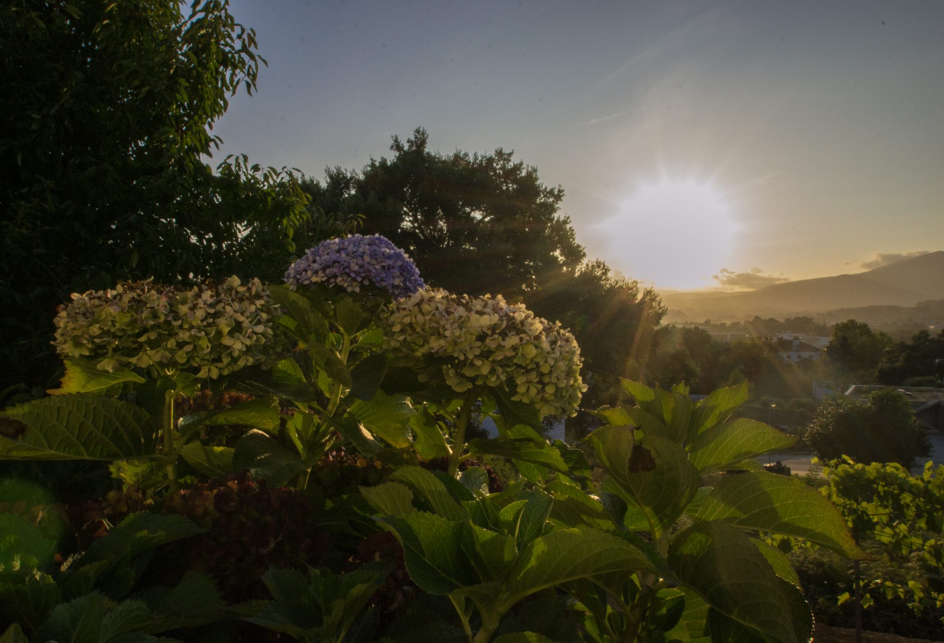 Hortênsias ao nascer do sol com as serras ao fundo