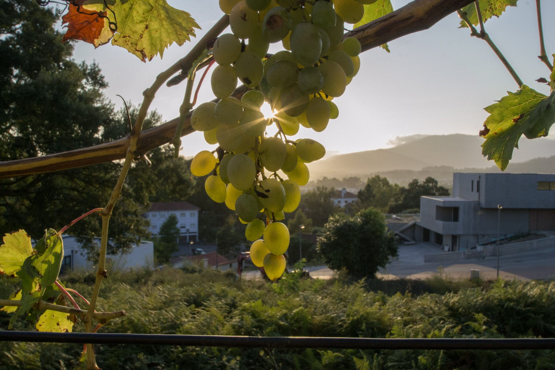 Cacho de uvas ao contraluz do nascer do sol
